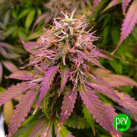 Duct Tape Spain Bulk Seeds